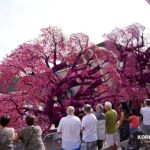 04-Bloemencorso Zundert Wagens 2022 (55)